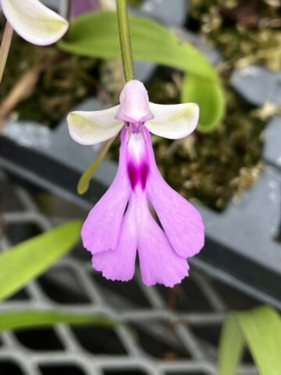 A purple orchid growing in a pot in a greenhouse.